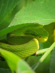 Craspedocephalus gramineus