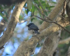 Myiagra cyanoleuca