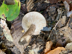 Lactifluus