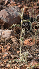 Cirsium arizonicum