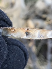Trichapion