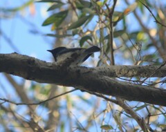 Myiagra cyanoleuca