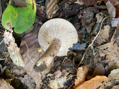 Lactifluus