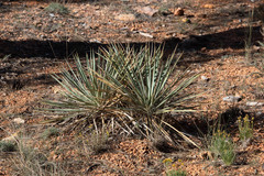 Yucca angustissima