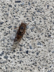Birrima varians