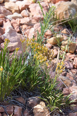 Petradoria pumila