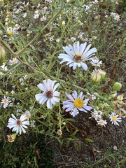 Symphyotrichum chilense