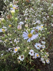 Symphyotrichum chilense