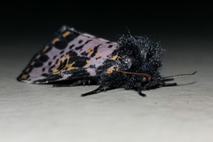 Xanthopastis timais