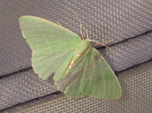 iNaturalist observation photo of Geometer Moths