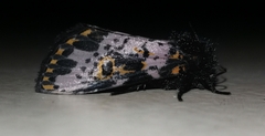 Xanthopastis timais