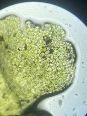 Notothylas orbicularis