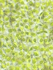 Notothylas orbicularis