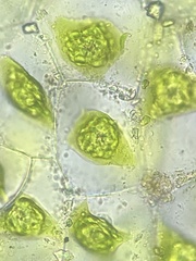 Notothylas orbicularis