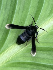 Sesiidae
