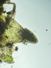 Notothylas orbicularis
