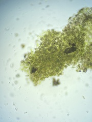 Notothylas orbicularis