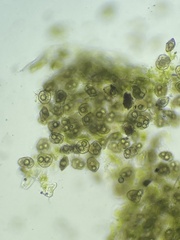 Notothylas orbicularis