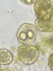 Notothylas orbicularis