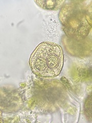 Notothylas orbicularis
