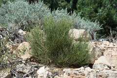 Ephedra viridis