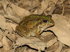 Ranoidea alboguttata