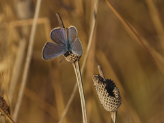 Hemiargus ceraunus
