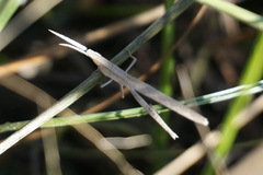 Achurum carinatum