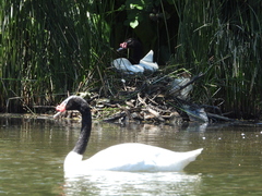 Cygnus melancoryphus