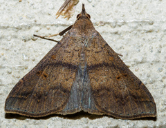Renia discoloralis