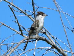 Xenopsaris albinucha