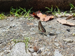 Graphium doson evemonides