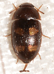Litargus tetraspilotus