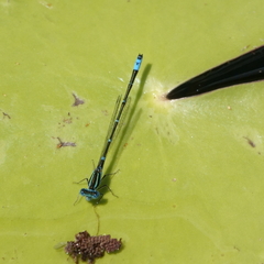 Austroagrion watsoni