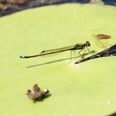 Austrocnemis splendida