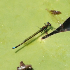 Austrocnemis splendida