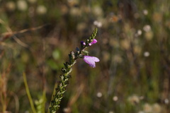 Physostegia purpurea