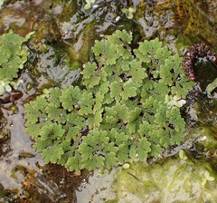 Azolla filiculoides