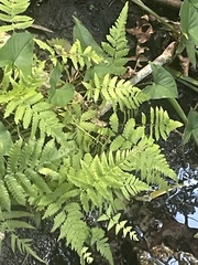 Deparia petersenii