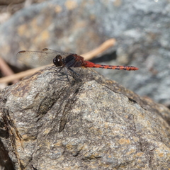 Diplacodes melanopsis
