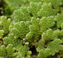 Azolla filiculoides
