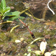 Diplacodes melanopsis