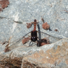 Diplacodes melanopsis