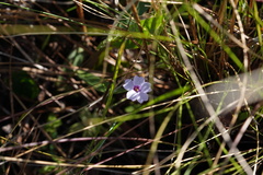 Pinguicula pumila