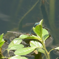 Austroagrion watsoni