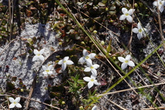 Houstonia procumbens