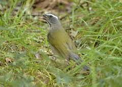 Saltator similis