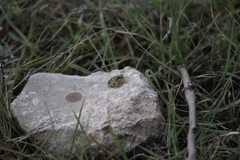 Hyla euphorbiacea