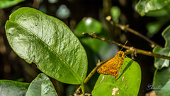 Oriens goloides
