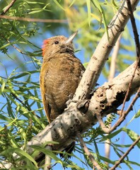 Dryobates passerinus